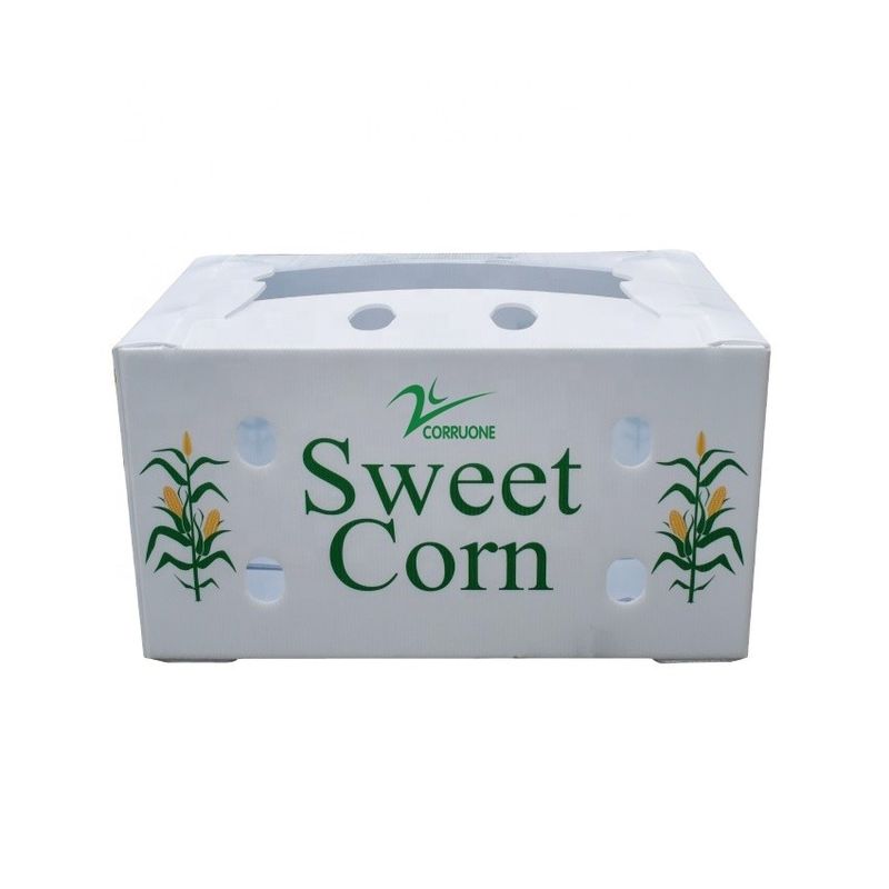 OEM Factory Produce PP Plastic Corrugated Box Для свежей сладкой кукурузы брокколи баклажаны Имбирный ящик