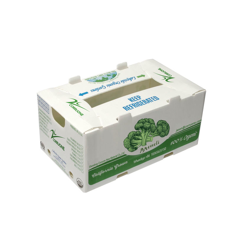 OEM Factory Produce PP Plastic Corrugated Box Для свежей сладкой кукурузы брокколи баклажаны Имбирный ящик